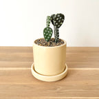 Faux cactus & pot