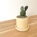 Faux cactus & pot