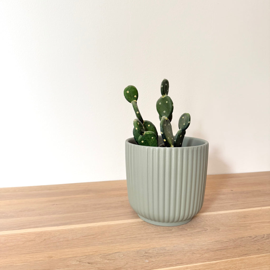 Lot Cache-pots "Alba"