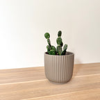 Lot Cache-pots "Alba"