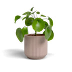 Cache-pot Alba Rose imparfait - Céramique