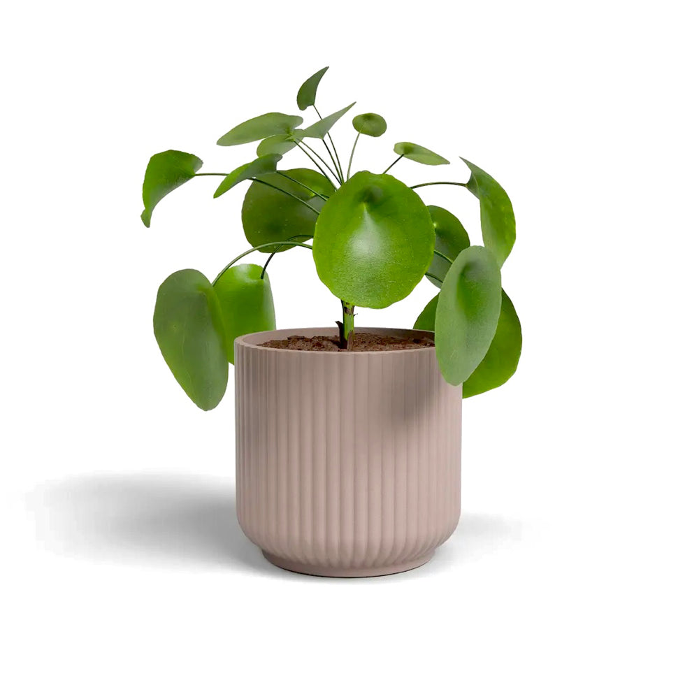 Cache-pot Alba Rose imparfait - Céramique